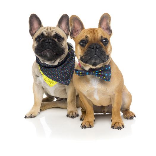 Bandana Chomp Front Dog 7