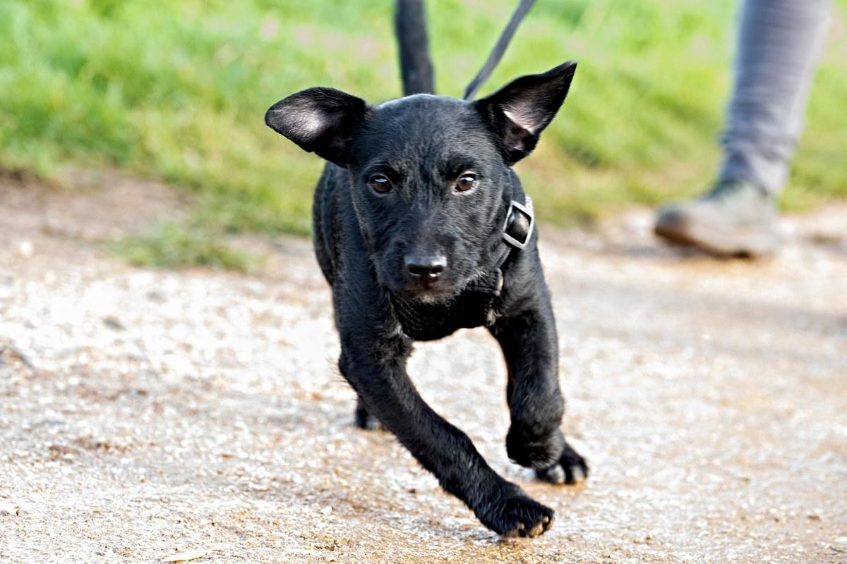 gorgeous puppy patterdale terrior with black fur running at the group dog walk in norwich